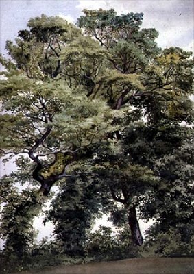 Study of Trees by Thomas Collier
